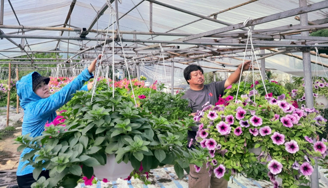 Nông dân Đà Nẵng phấn khởi vì hoa Tết được mùa, được giá (02/02/2024)